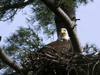 eagle - Beautiful Bald Eagle