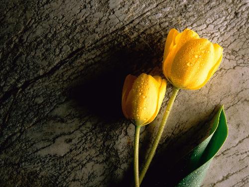 yellow - lovely