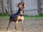 dog howling - a dog howling