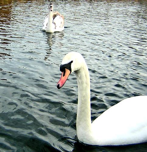 Walsall Swans  - 2007 Gary Cartlidge photograph