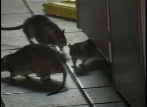 Rats! - I hate them!