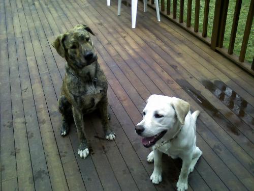 my puppy and his new buddy - Left one is his new friend, the right one is my puppy!