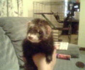 My Pet Febe  - My Ferret