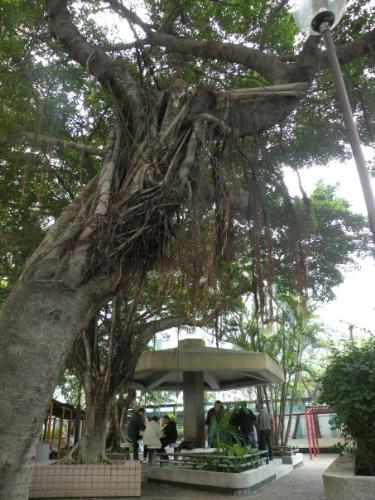 Hong Kong Estate - A resting place for aged person in Estate, usually they play card games or chess there. The tree is quite old too