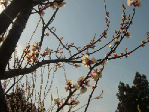 Beihai park - The flowers in Beihai park