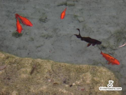 Goldfish - A bunch of goldfish swimming around