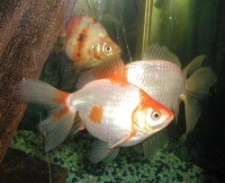Goldfish - Fancy big goldfish