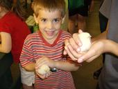 My son with a chick - My son holding a baby chick