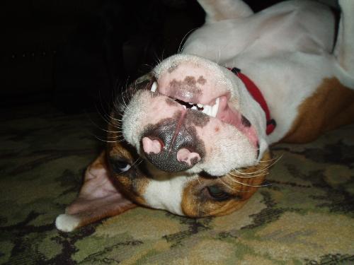 Meathead - This is my personal meathead, Scarlet, the bottomless Pibble Terror!!
