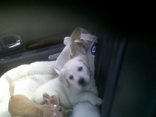 my puppy on the way to home - He is lying down on the back seat