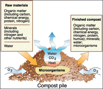 Compost Diagram - Here is a diagram of the cycle of a compost pile