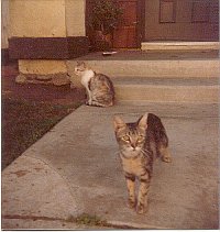 Photo of my last cat, Jespah - This photo was actually taken about twenty years ago.  She was probably less than a year old, I think.  I raised her from birth.  She was the last cat I've ever owned.