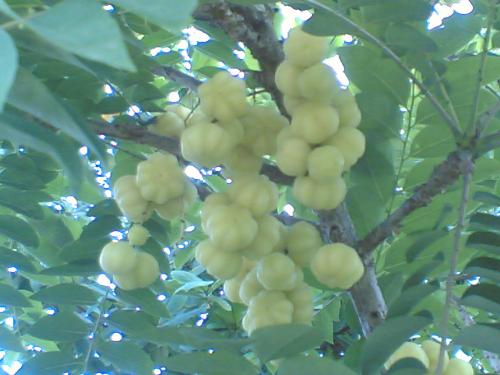 My First Avatr! - This photo was posted by me as my first avatar! Can you guess which fruit is this?