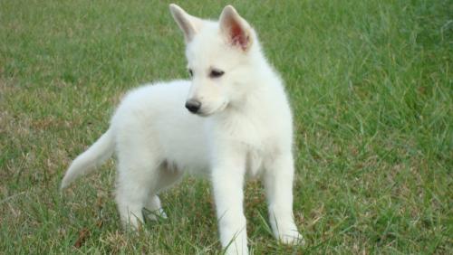 White German Shepherd - Here is a picture of my white German Shepherd, Vincent.