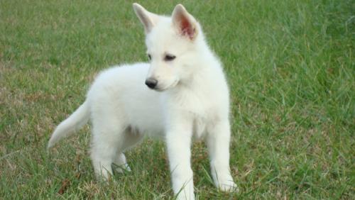 Vincent - Here is a picture of my dear little Vincent, well when he was little. He is a white GERMAN SHEPHERD and we love him all to pieces.