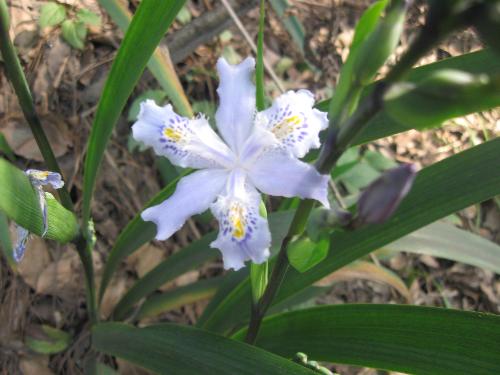 a beautiful flower - This photo is taken by myself in outside.I think it is so beautiful.Do you think so?