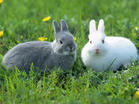 cute rabbits - they are so cute