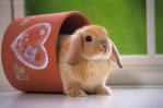 rabbit - I love rabbit!