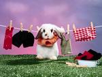 a cute rabbit - rabbit is cute
