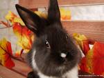 grey rabbit - very cute