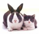 be together,they look similar - rabbit and cat