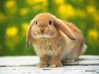 rabbit - very cute