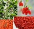 Goji Berries - Raw goji berries