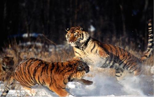 tigers - The tigers seen enjoying.