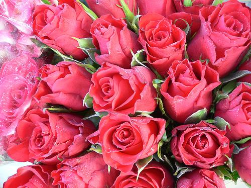 Sweet roses - I would like to receive one from my lover...