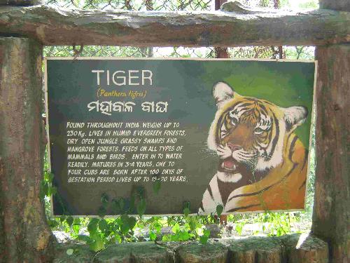 Tiger - Details about tiger in Nandan Kanan Zoo in Orissa,India