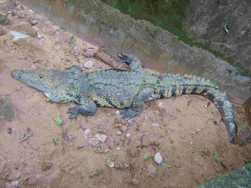 Crocodile - Crocodile in the zoo