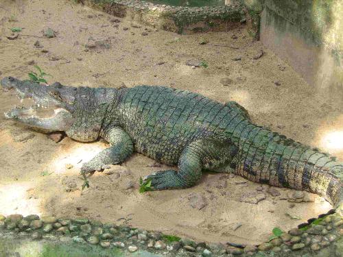 Crocodile in action - a crocoldile in the nandan kanan zoo in Orissa. Its mouth is open. Getting ready for some action.