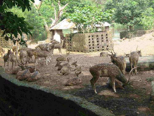 Deers - Lots of deers in the zoo of Nandan Kanan