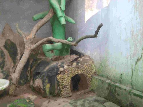snake - There is a snake, I think it is a krait.