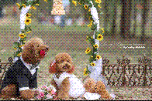 The dog wedding - so lovly couples