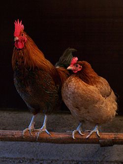 Chicken - A rooster (left) and hen (right).