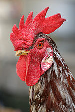 Chicken - The male can be differentiated from the female by its comb.