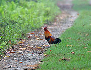 Chicken - Wild Red Junglefowl in a farm.