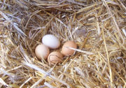 Chicken Eggs - Chicken eggs vary in color depending on the hen, typically ranging from bright white to shades of brown and even blue and green.