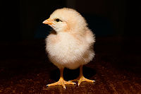 Chicken - A day-old chick.