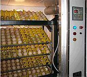 Chicken Eggs - An egg incubator.