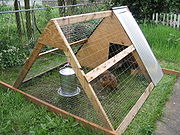 Chicken - Many pet chickens are kept in small portable chicken tractors.
