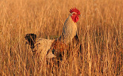 Chicken - A free range rooster on a farm.