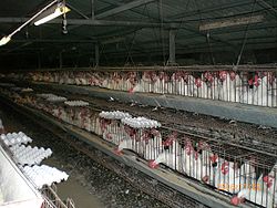 Chicken - Battery chickens.