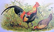 Chicken - The Red Jungle fowl.