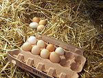 Chicken Eggs - Chicken eggs in a tray.