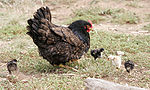 Chicken - A chicken with its chicks.