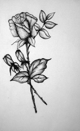 Opening - Charcoal drawing of a Rose