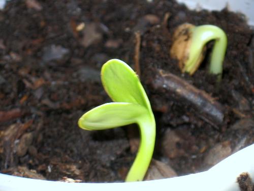 Seedlings - A sample of some of my seedlings sprouting up. Seedlings - A sample of some of my seedlings sprouting up.