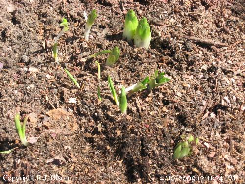 Small sample of the Asiatic Lilies - These are popping through the ground finally. Small sample of the Asiatic Lilies - These are popping through the ground finally.